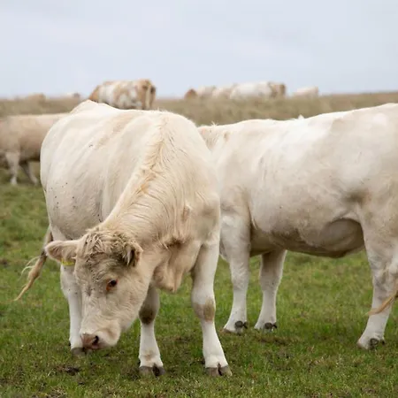 Kugelhaus Phoebe Charmantes Kugelhaus Aus Holz Am Waldrand Des Tollensesees Wustrow (Penzlin)